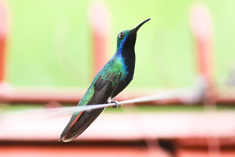 File:Black-throated Mango (Anthracothorax nigricollis) (8079774472).jpg