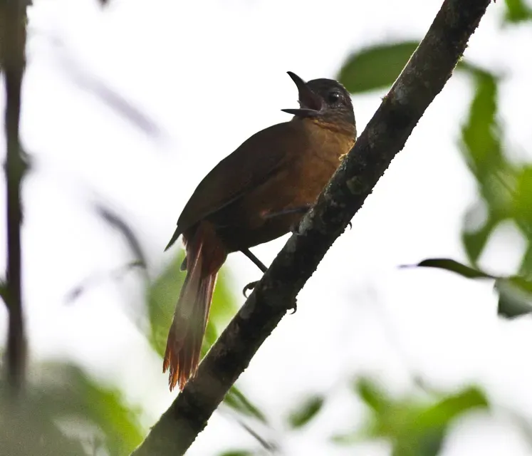 File:Streak-capped Treehunter (Thripadectes virgaticeps) (8079775965).jpg