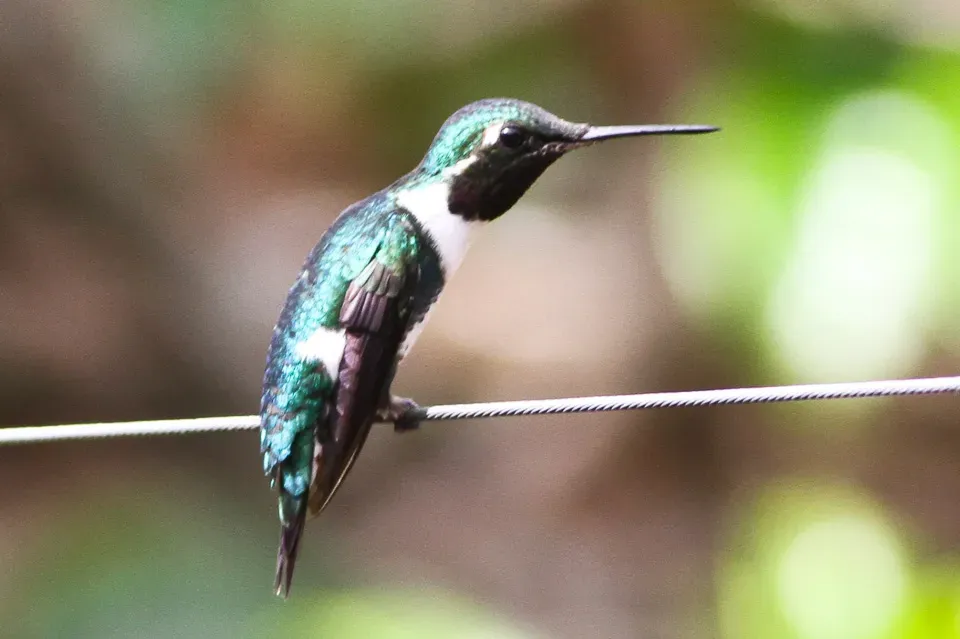 File:White-bellied Woodstar (Chaetocercus mulsant) (8079778658).jpg