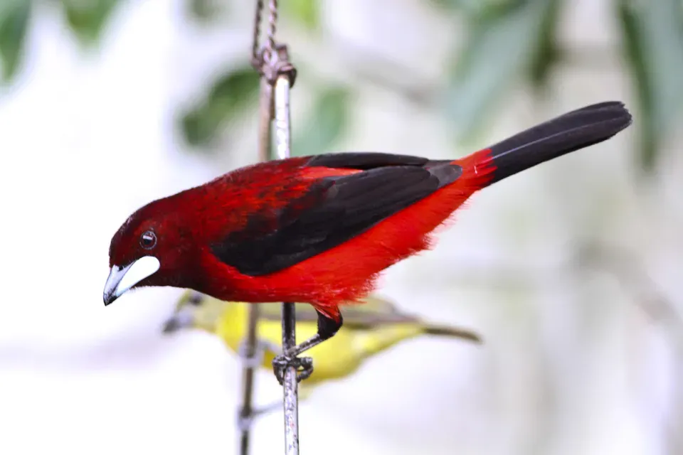 File:Crimson-backed Tanager (Ramphocelus dimidiatus) (8079786801).jpg