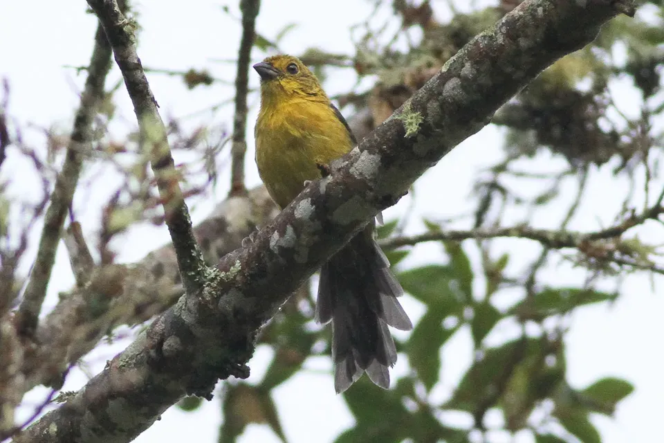 File:Yellow-headed Brush-finch (Atlapetes flaviceps) (8079776589).jpg