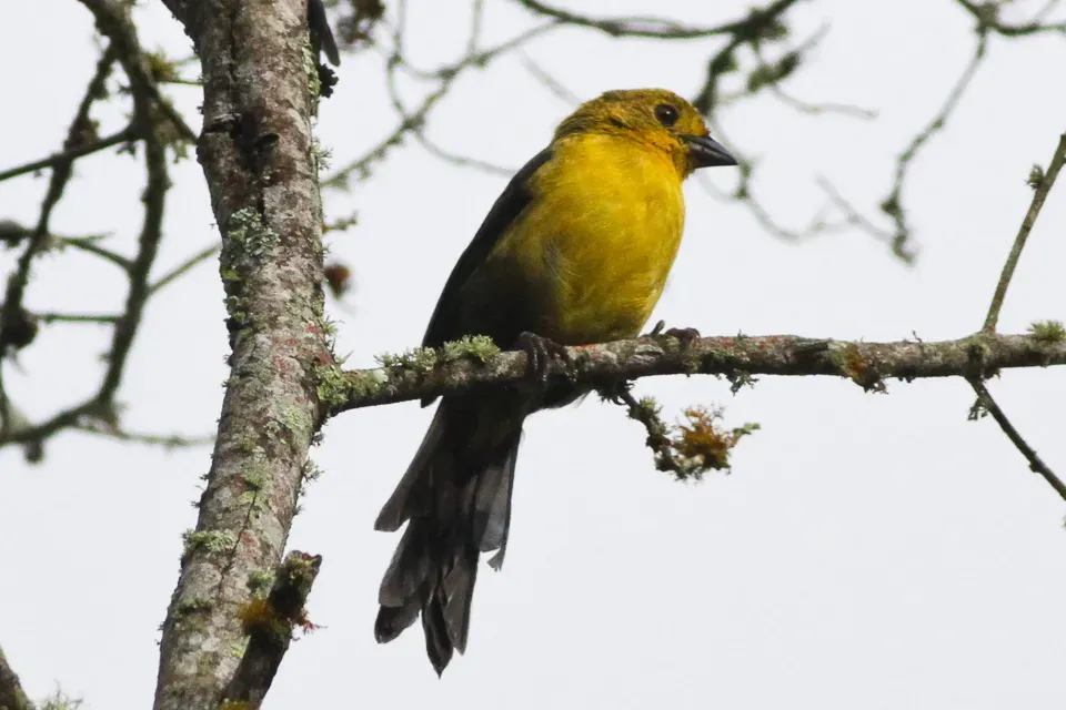 File:Yellow-headed Brush-finch (Atlapetes flaviceps) (8079776925).jpg