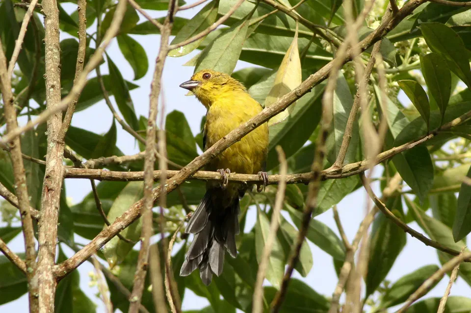File:Yellow-headed Brush-finch (Atlapetes flaviceps) (8079777343).jpg