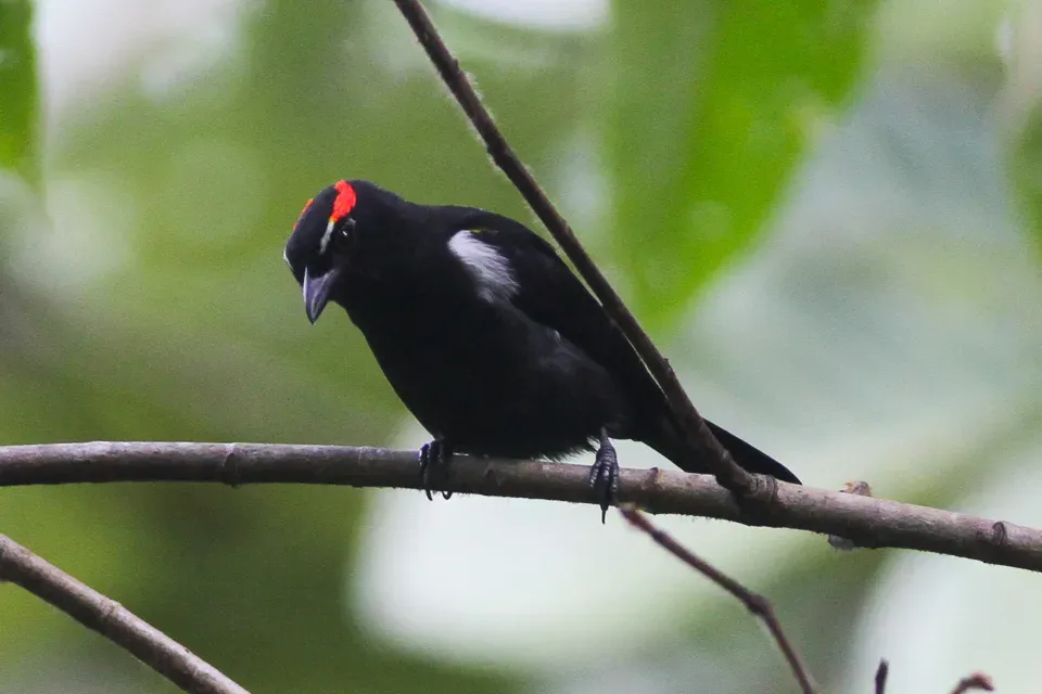 File:Scarlet-browed Tanager (Heterospingus xanthopygius (8079748536).jpg