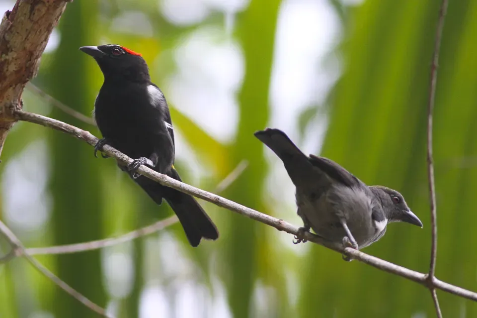 File:Scarlet-browed Tanager (Heterospingus xanthopygius) (8079747876).jpg