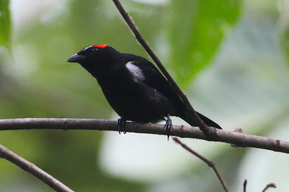 File:Scarlet-browed Tanager (Heterospingus xanthopygius (8079755441).jpg