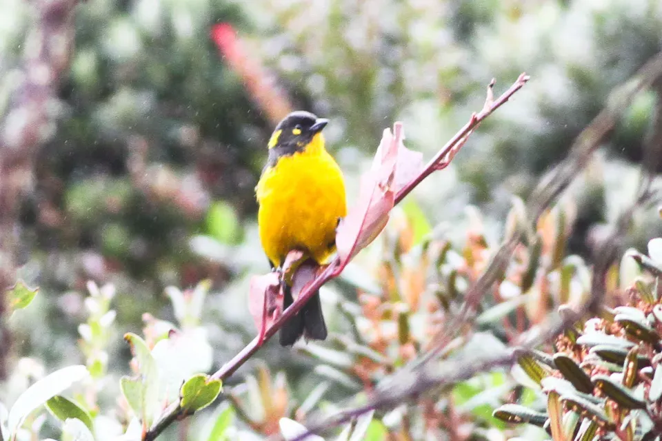 File:Lacrimose Mountain Tanager (Anisognathus lacrymosus) (8079765261).jpg