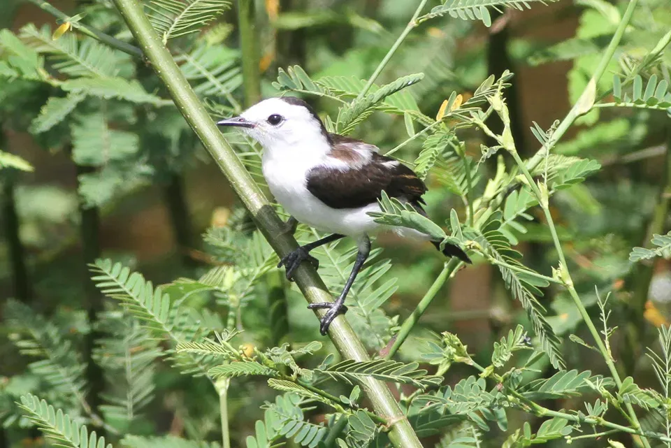 File:Pied Water Tyrant (Fluvicola pica) (8079750638).jpg