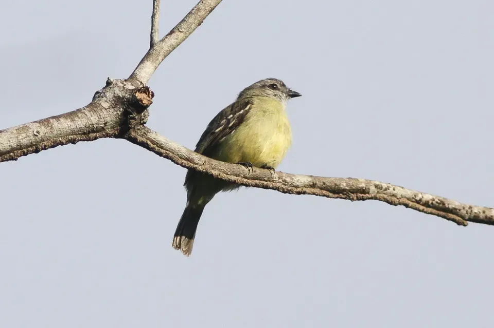 File:Yellow-crowned Tyrannulet (Tyrannulus elatus) (8079749141).jpg