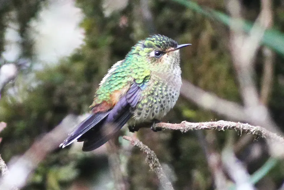 File:Purple-backed Thornbill (Ramphomicron microrhynchum) (8079763797).jpg