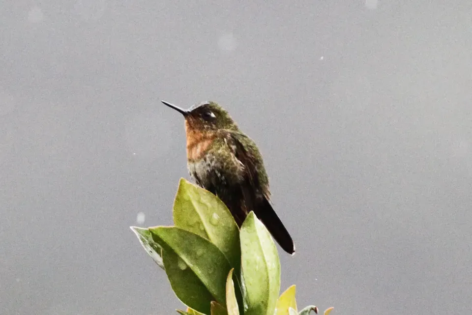 File:Tyrian Metaltail (Metallura tyrianthina) (8079756738).jpg