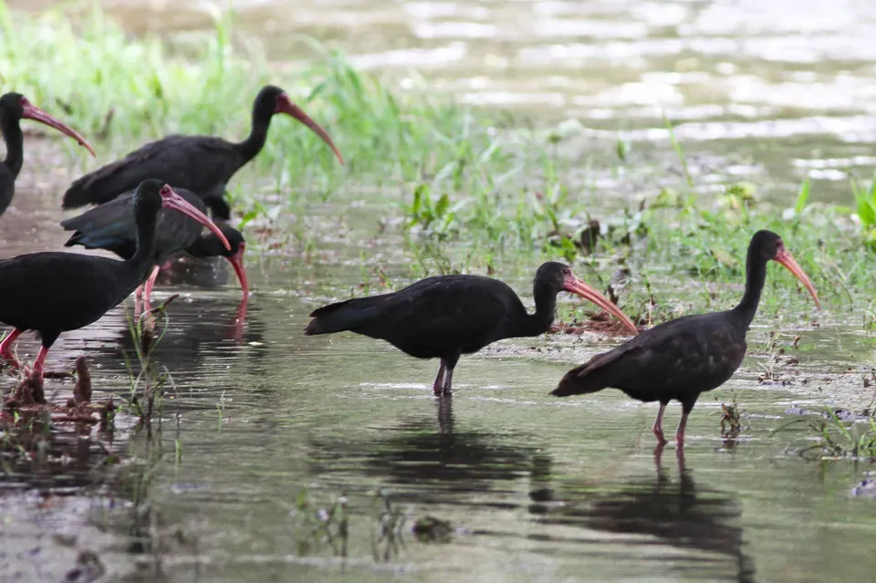 File:Bare-faced Ibis (Phimosus infuscatus) (8079753748).jpg