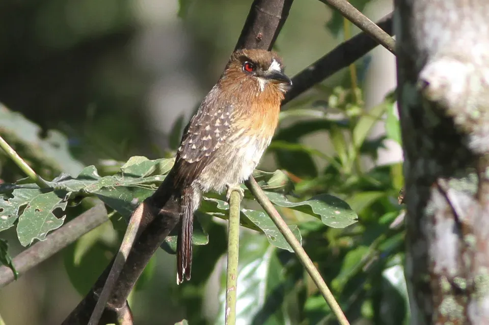 File:Moustached Puffbird (Malacoptila mystacalis) (8079771280).jpg