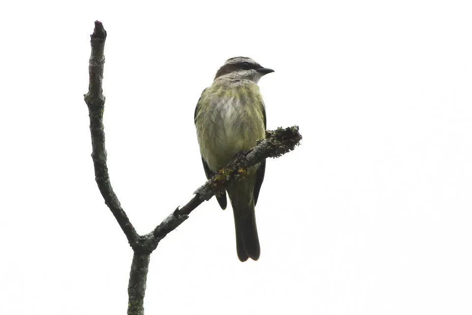 File:Piratic Flycatcher (Legatus leucophaius) (8079914282).jpg