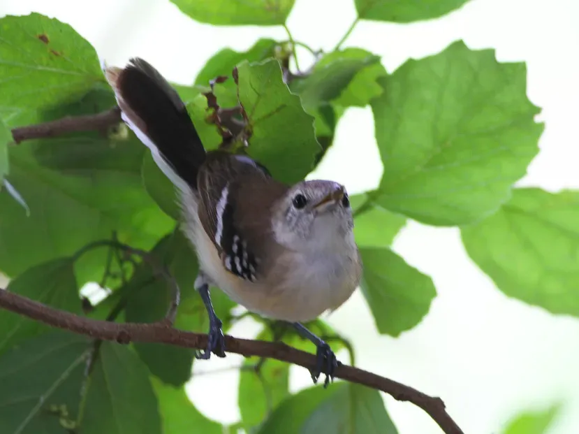 File:Southern White-fringed Antwren (Formicivora grisea) (8079774243).jpg