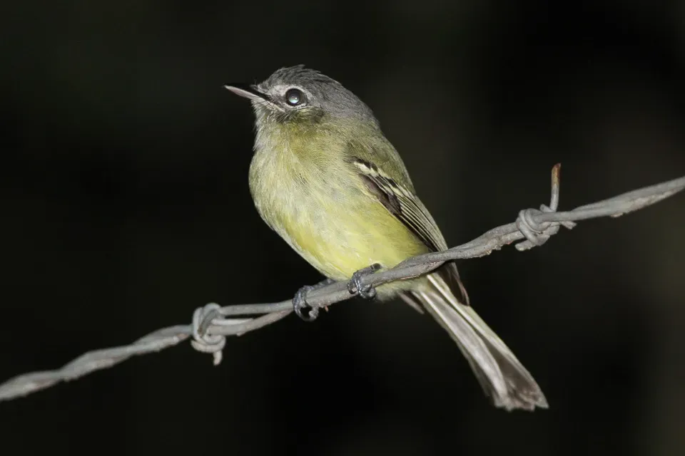 File:Yellow-olive Flatbill (Tolmomyias sulphurescens) (8079767063).jpg