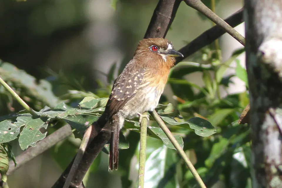 File:Moustached Puffbird (Malacoptila mystacalis) (8079778407).jpg