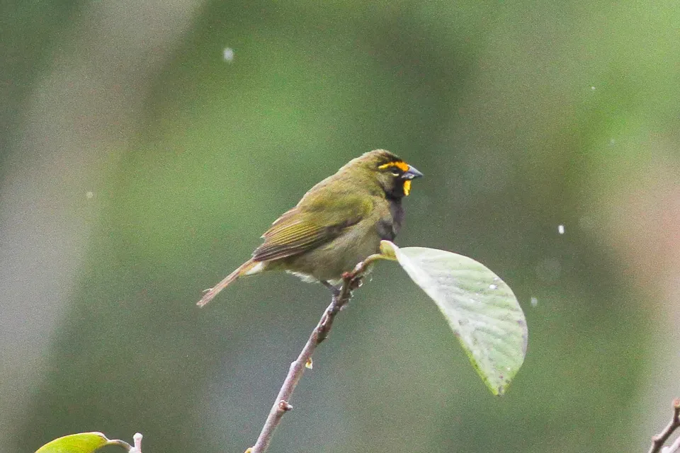 File:Yellow-faced Grassquit (Tiaris olivaceus) (8079914006).jpg