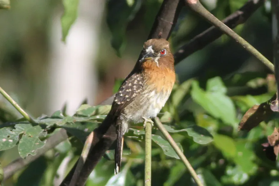 File:Moustached Puffbird (Malacoptila mystacalis) (8079771674).jpg