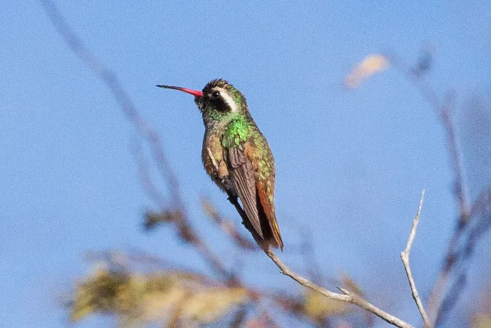 File:Xantus's Hummingbird (Basilinna xantusii) (8079377044).jpg