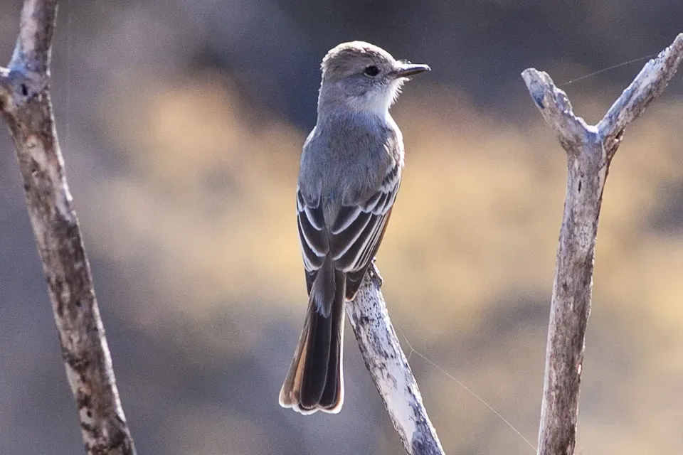 File:Ash-throated Flycatcher (Myiarchus cinerascens) (8079382866).jpg