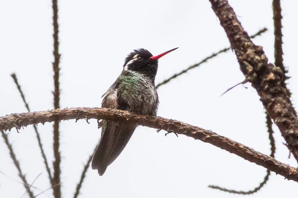 File:White-eared Hummingbird (Basilinna leucotis) (8079376872).jpg