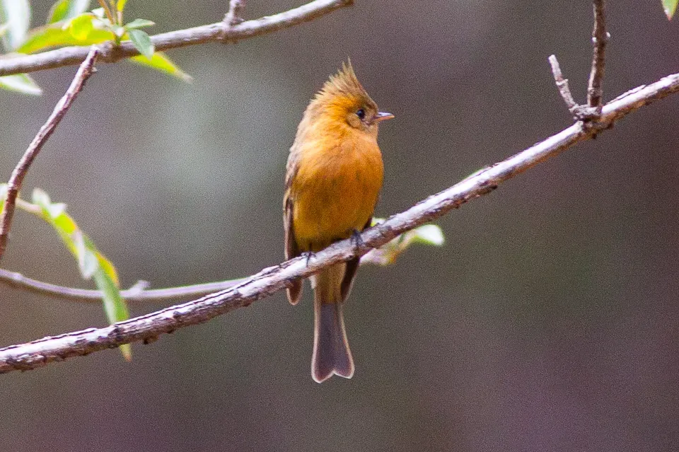 File:Northern Tufted Flycatcher (Mitrephanes phaeocercus) (8079387793).jpg