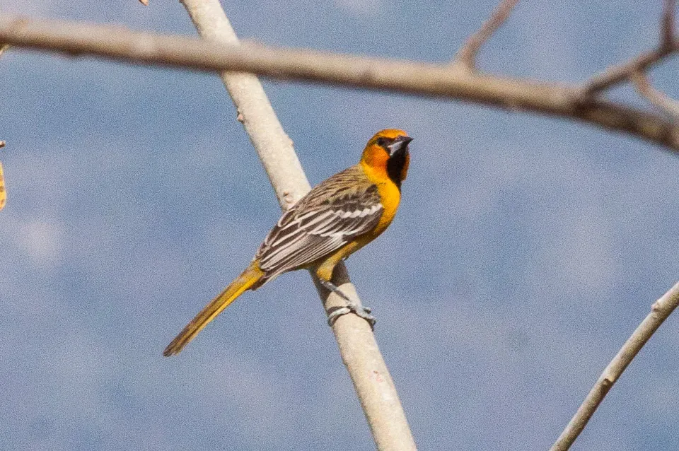 File:Streak-backed Oriole (Icterus pustulatus) (8079405839).jpg