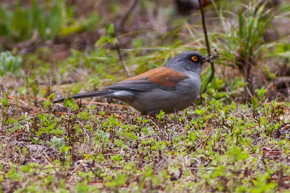 File:Yellow-eyed Junco (Junco phaeonotus) (8079404287).jpg