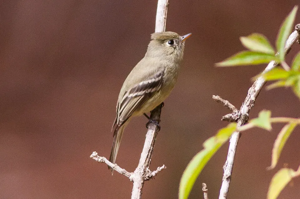 File:Pine Flycatcher (Empidonax affinis) (8079388221).jpg