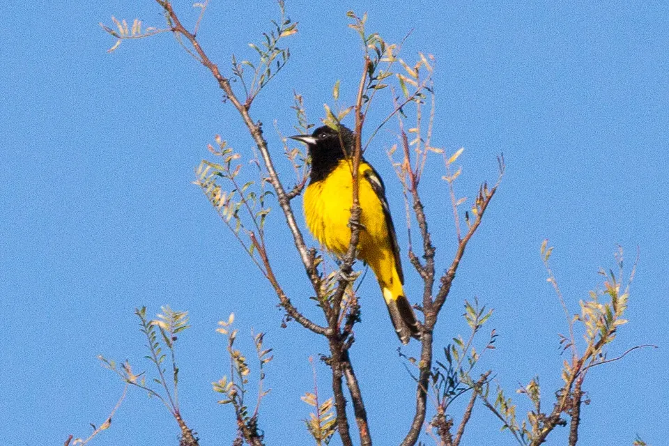 File:Scott's Oriole (Icterus parisorum) (8079406301).jpg