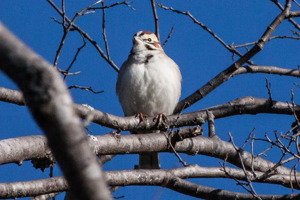 File:Lark Sparrow (Chondestes grammacus) (8079397610).jpg