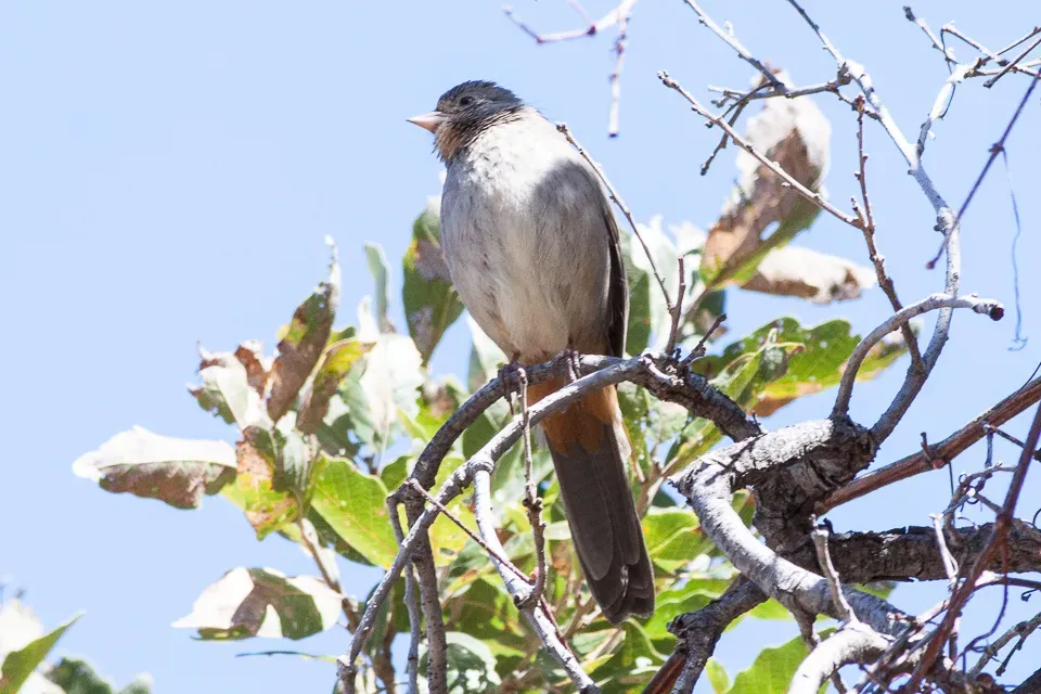File:California Towhee (Melozone crissalis) (8079402821).jpg
