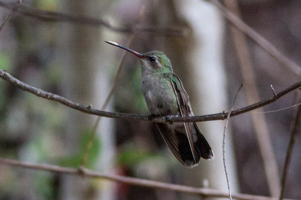 File:Broad-billed Hummingbird (Cynanthus latirostris) (8079376646).jpg