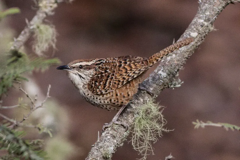 File:Spotted Wren (Campylorhynchus gularis) (8079387138).jpg