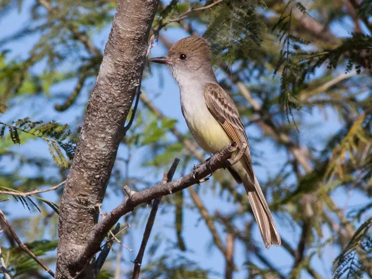 File:Nuttings Flycatcher (Myiarchus nuttingi) (8079389367).jpg