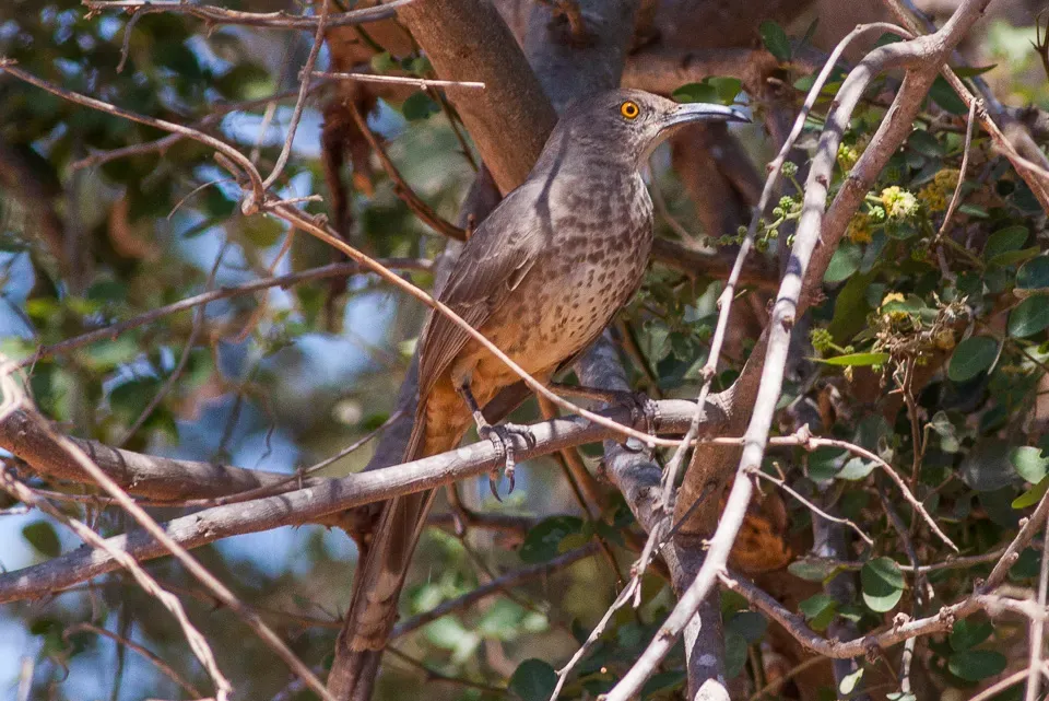 File:Curve-billed Thrasher (Toxostoma curvirostre) (8079389462).jpg