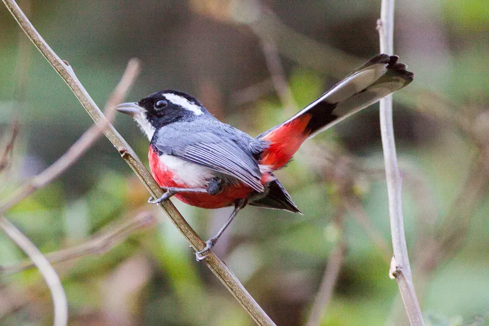 File:Red-breasted Chat (Granatellus venustus) (8079394776).jpg