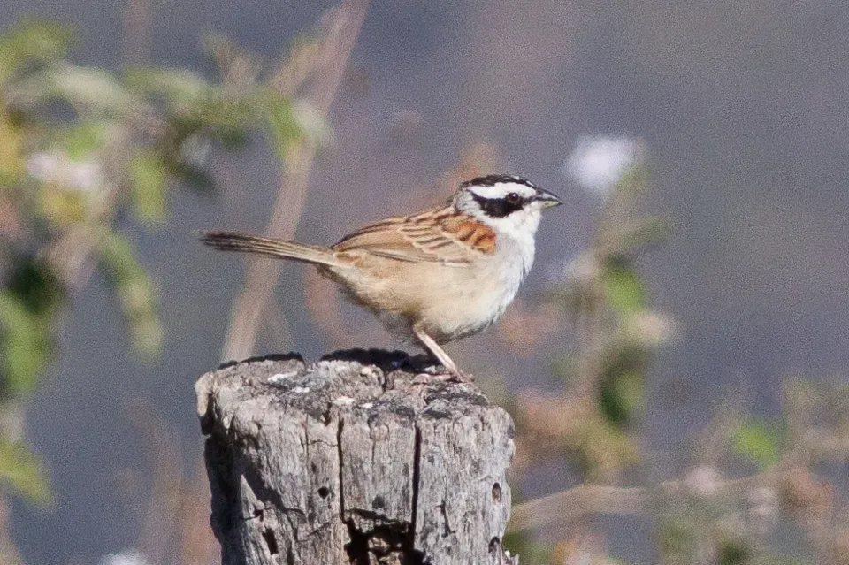 File:Stripe-headed Sparrow (Peucaea ruficauda) (8079403293).jpg