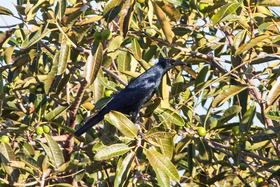 File:Sinaloa Crow (Corvus sinaloae) (8079392467).jpg