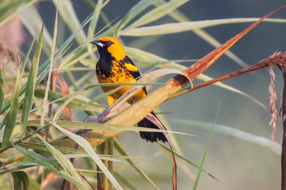 File:Spot-breasted Oriole (Icterus pectoralis) (8079406049).jpg