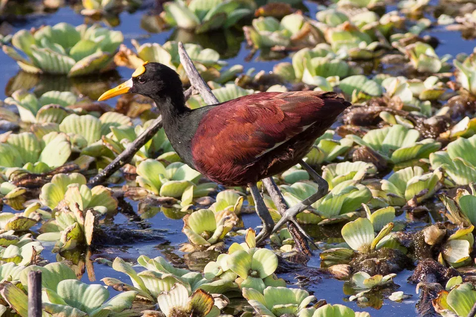 File:Northern Jacana (Jacana spinosa) (8079377427).jpg