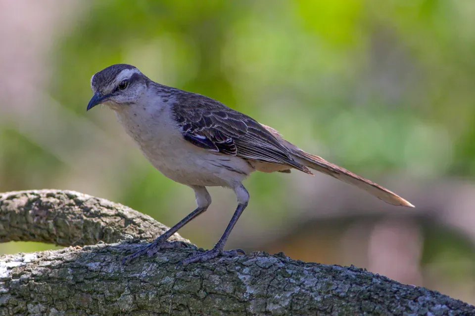 File:Chalk-browed Mockingbird (Mimus saturninus) (8077529591).jpg