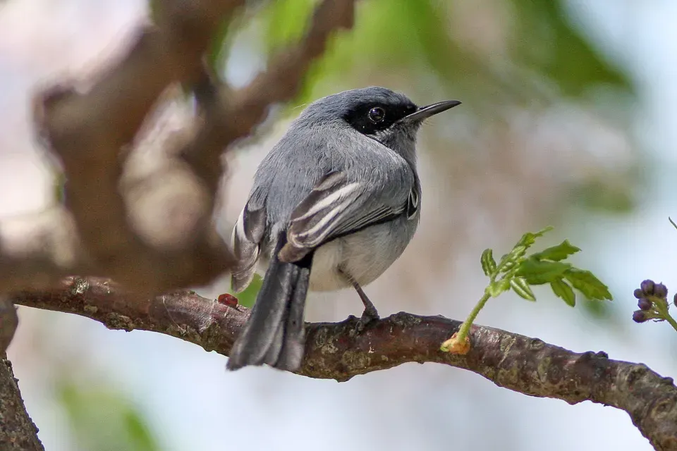File:Masked Gnatcatcher (Polioptila dumicola) (8077522214).jpg