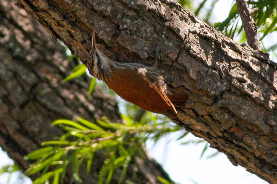File:Narrow-billed Woodcreeper (Lepidocolaptes angustirostris) (8077530417).jpg