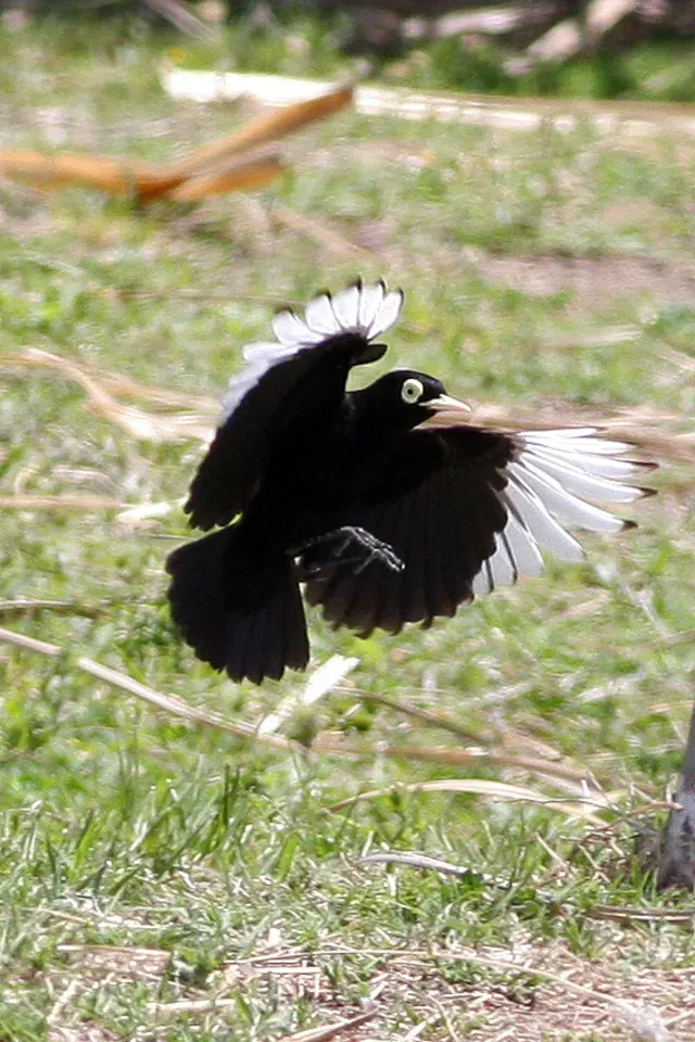 File:Spectacled Tyrant (Hymenops perspicillatus) (8077523034).jpg