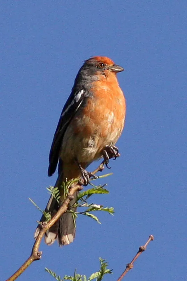 File:White-tipped Plantcutter (Phytotoma rutila) (8077564631).jpg