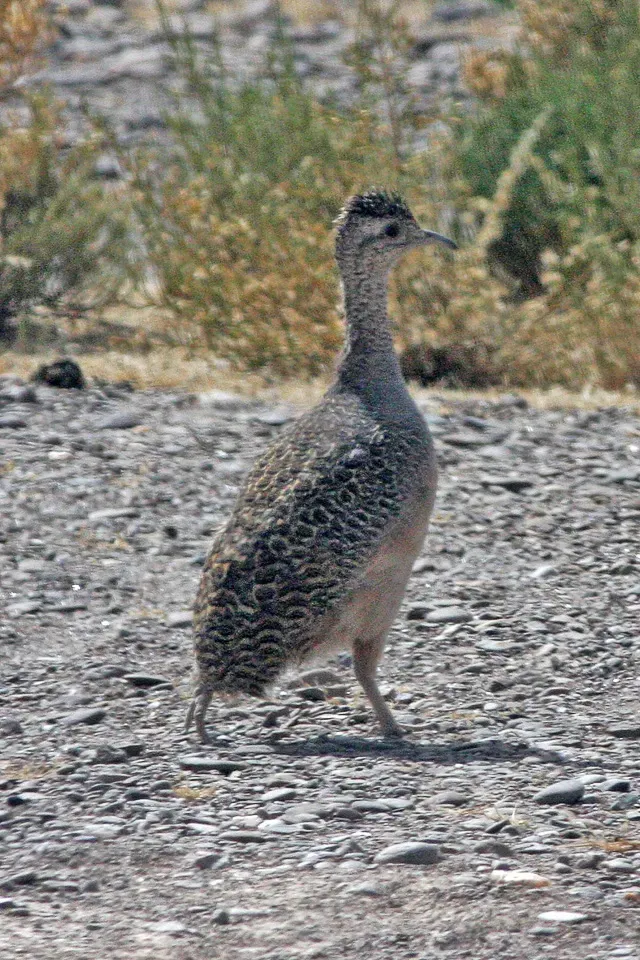 File:Ornate Tinamou (Nothoprocta ornata) (8077597072).jpg