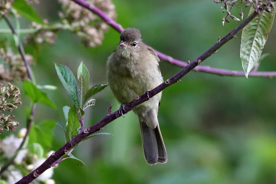 File:Highland Elaenia (Elaenia obscura) (8077622933).jpg