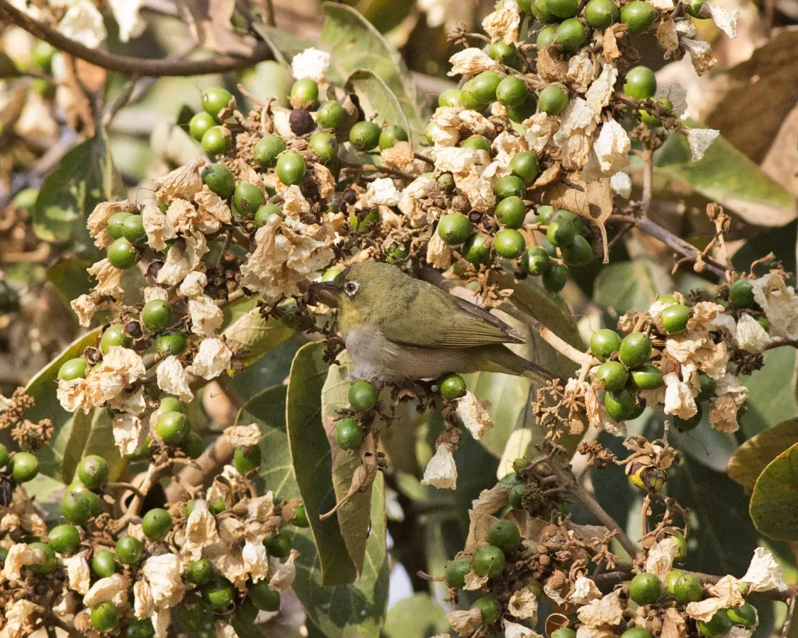 File:Zosterops abyssinicus (17635526250).jpg